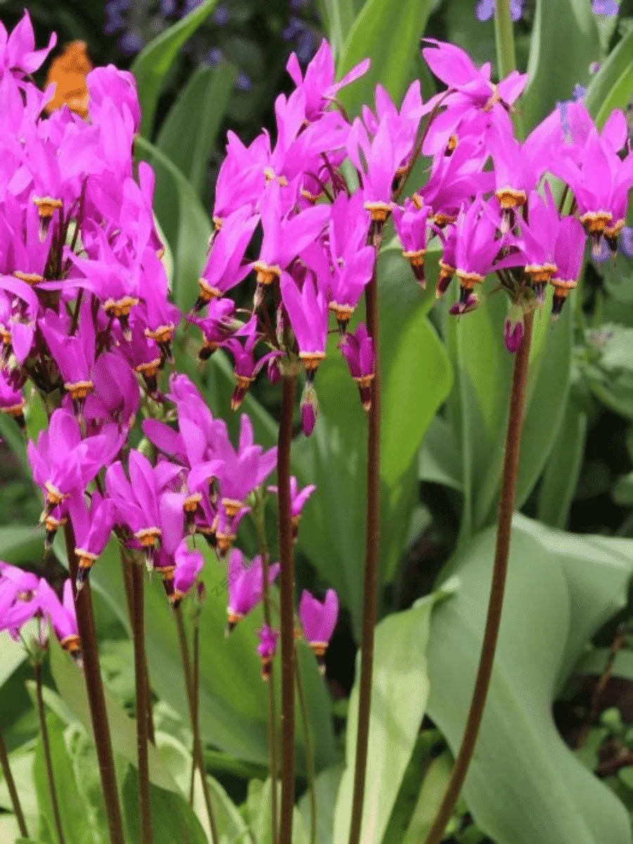 Додекатеон обыкновенный