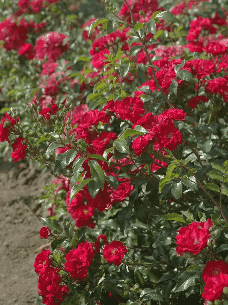 Роза Почвопокровная Miniot