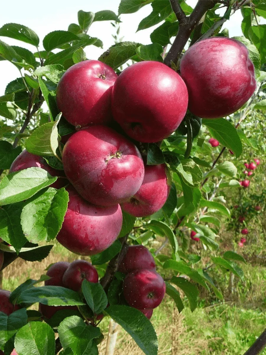 Яблоня Спартан