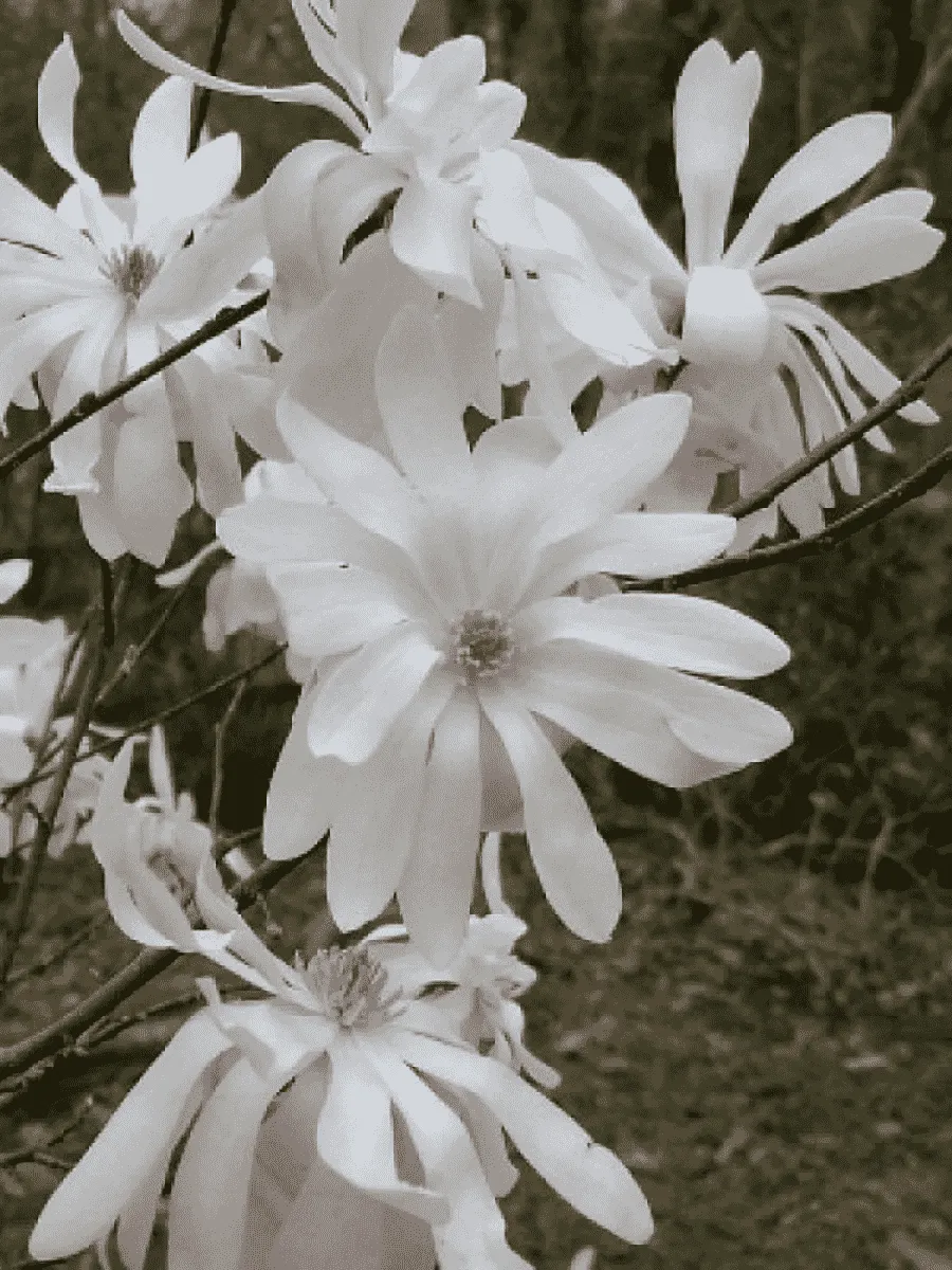 Магнолия звёздчатая Waterlily