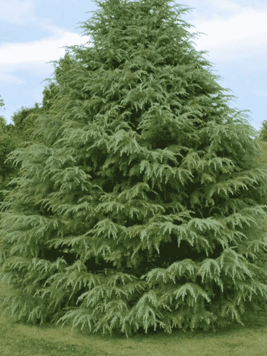 Кедр гималайский