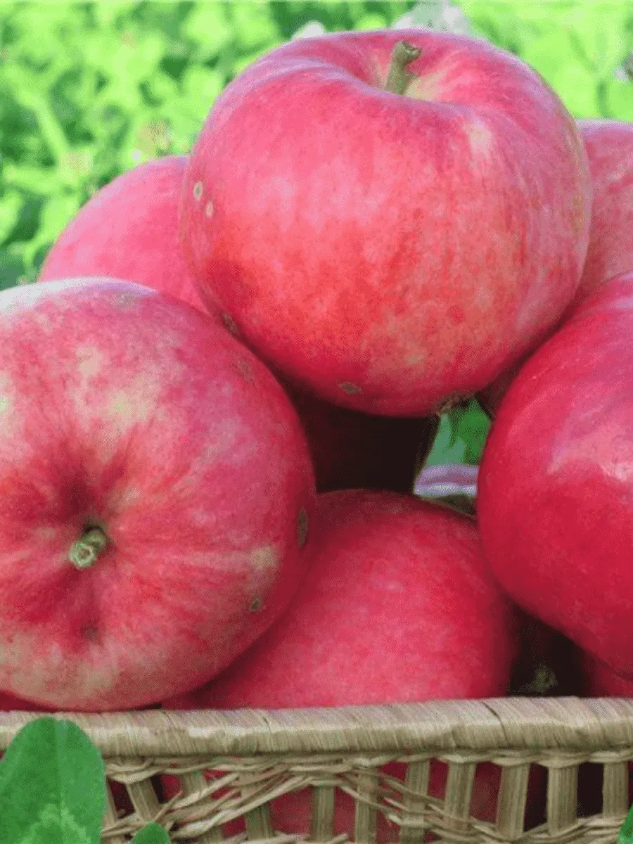 Яблоня Мантет