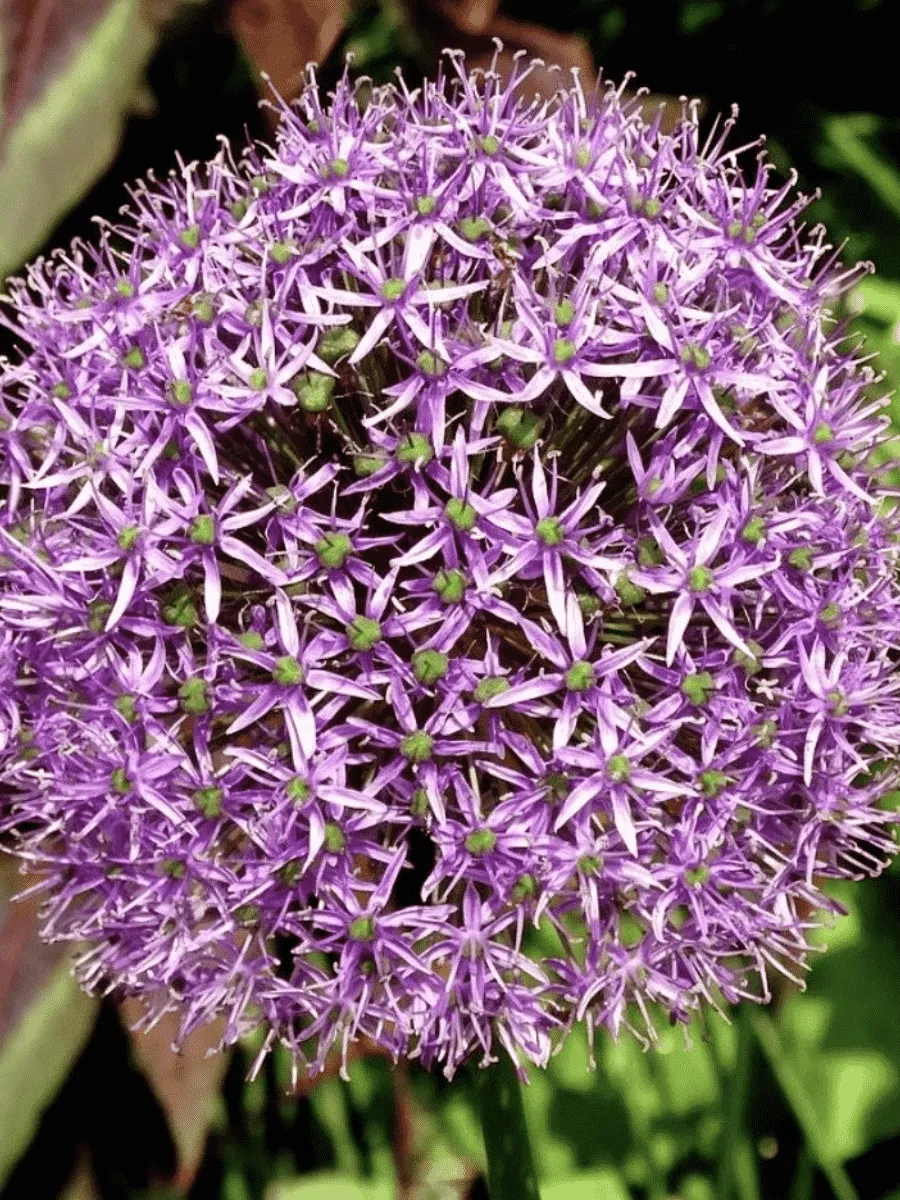 Лук декоративный Cristophii