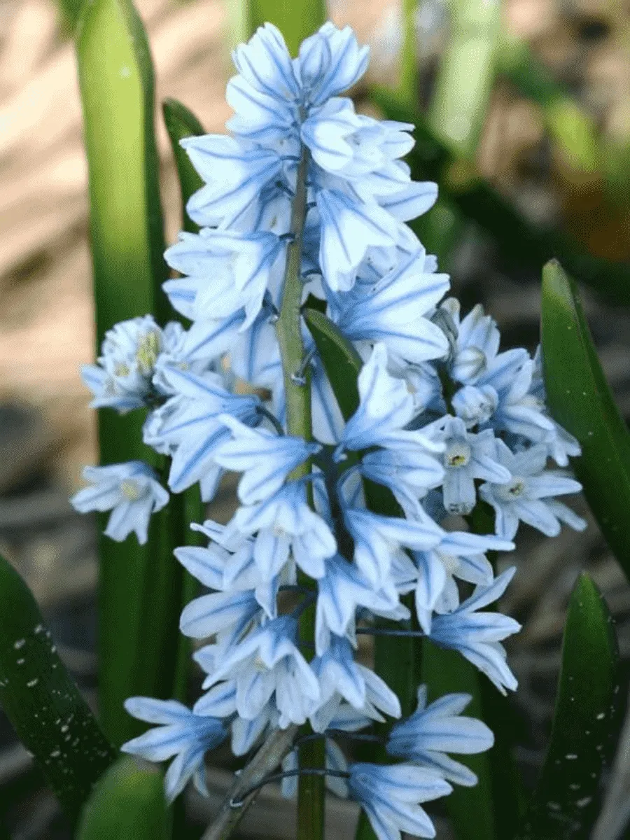 Пушкиния Libanotica