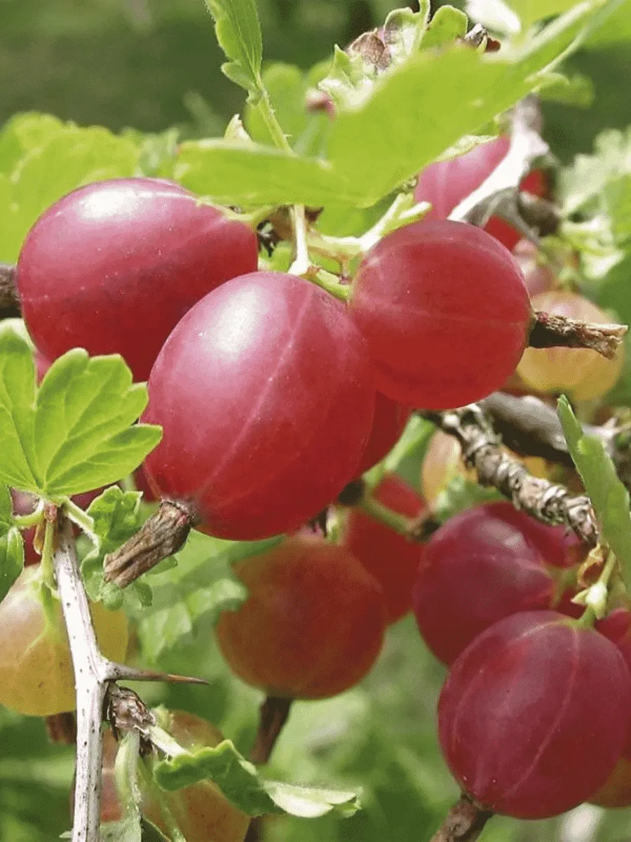 Крыжовник обыкновенный Hinnonmaki rod