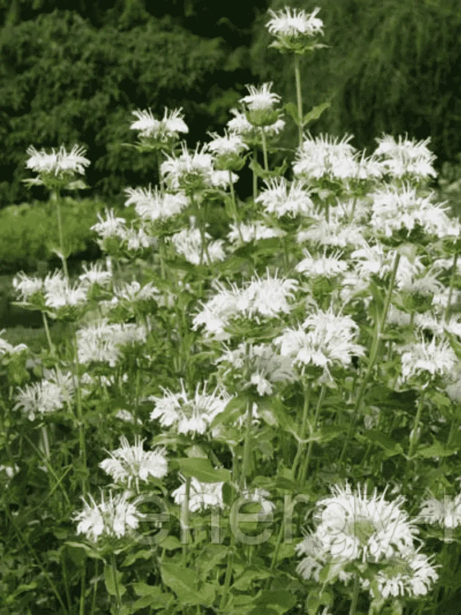 Монарда гибридная Schneewittchen