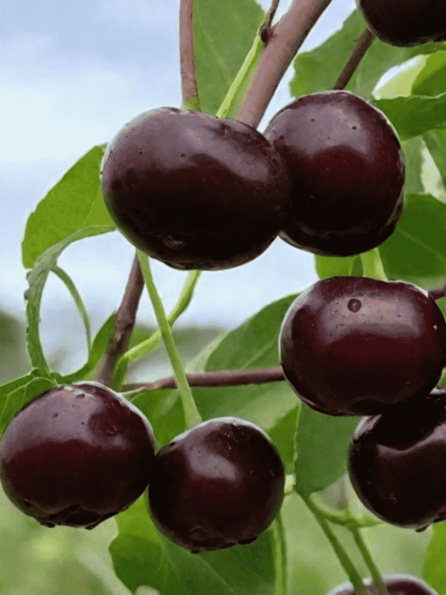 Вишня Владимирская