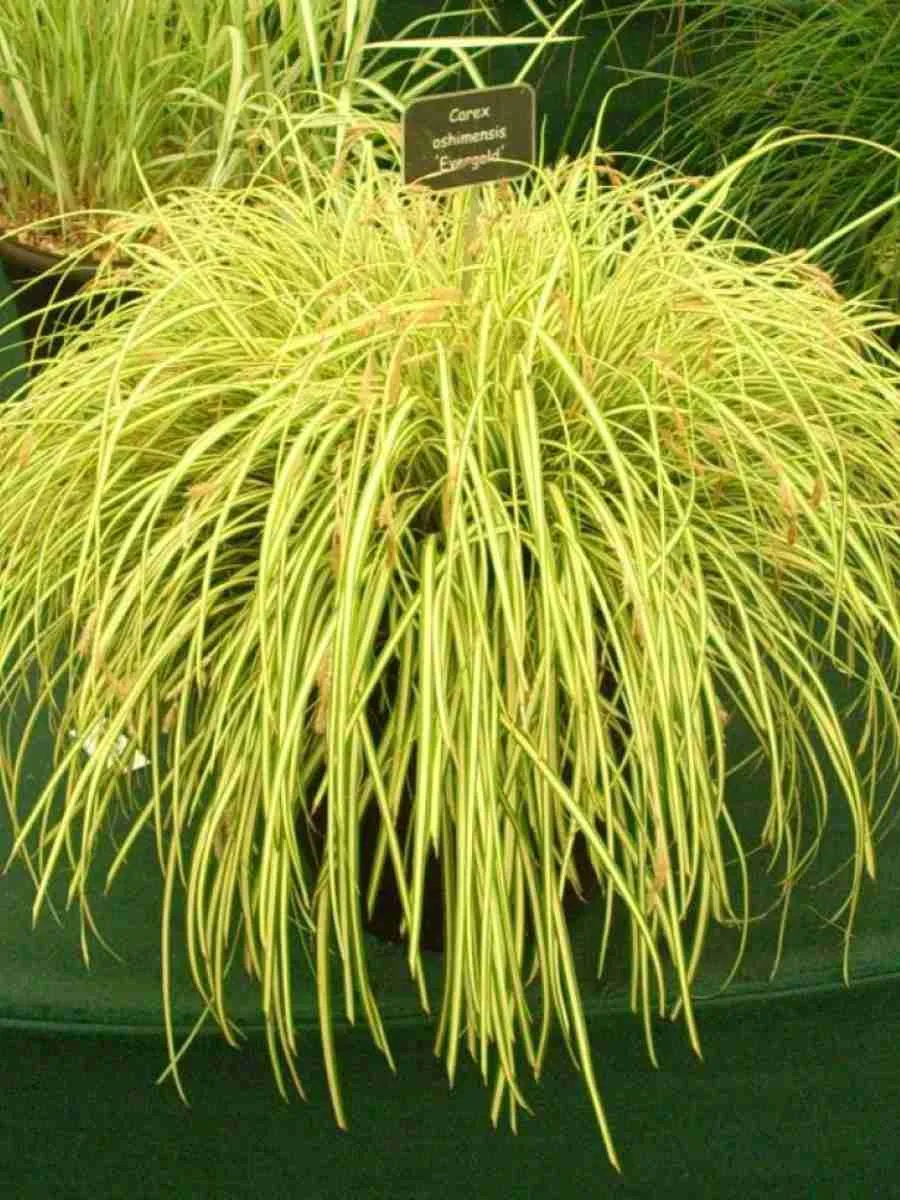 Осока охименская Evergold