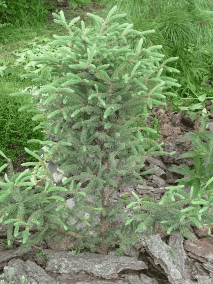 Ель чёрная Beissneri