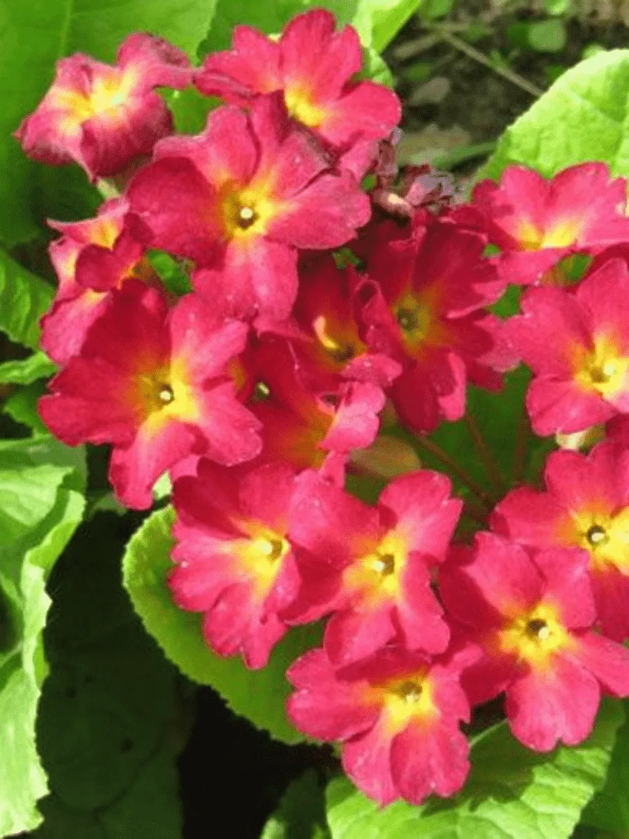 Примула Юлии Wanda Dark Pink