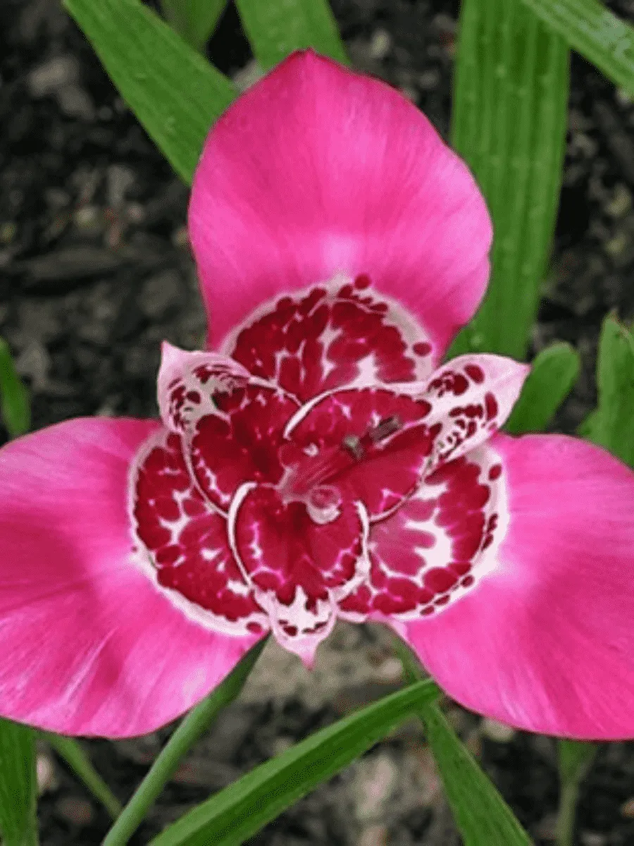 Тигридия Lilac