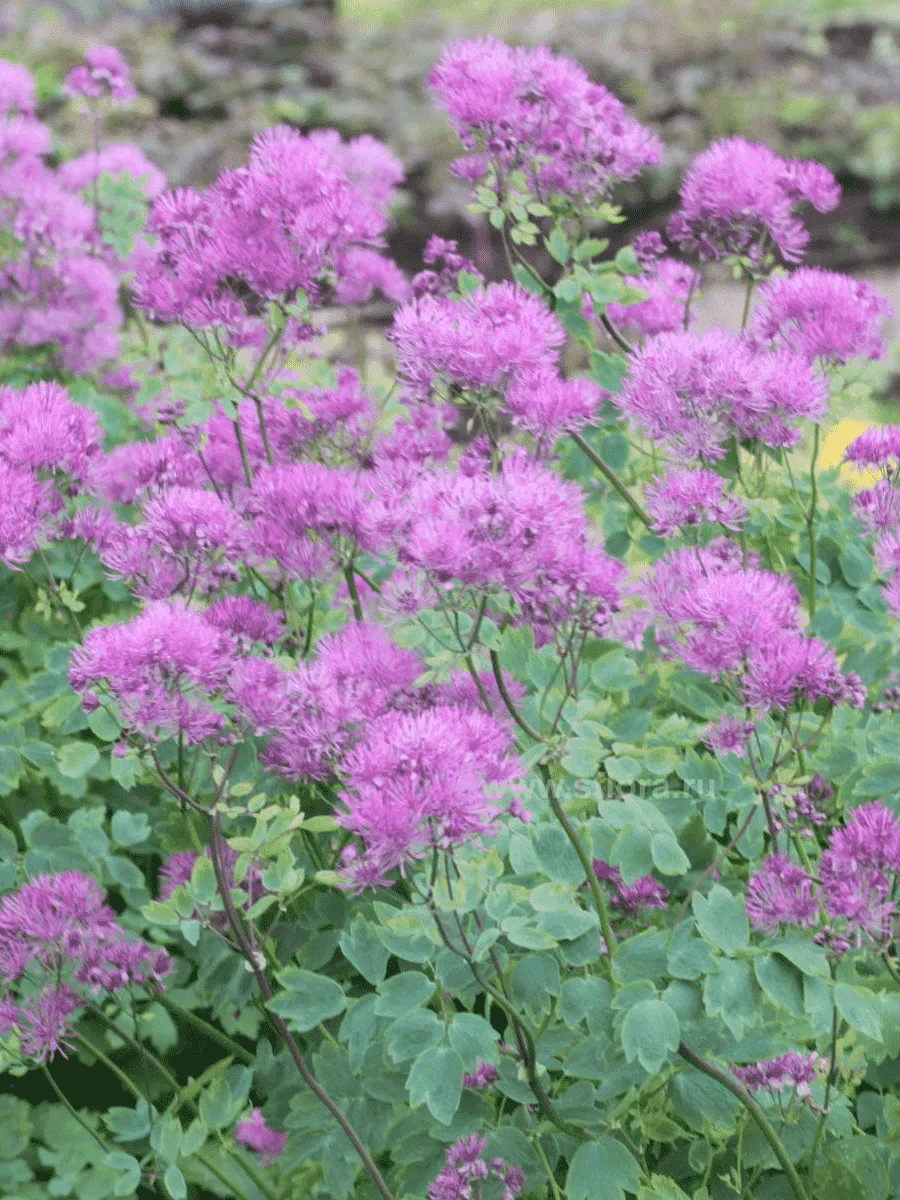 Василистник водосборолистный