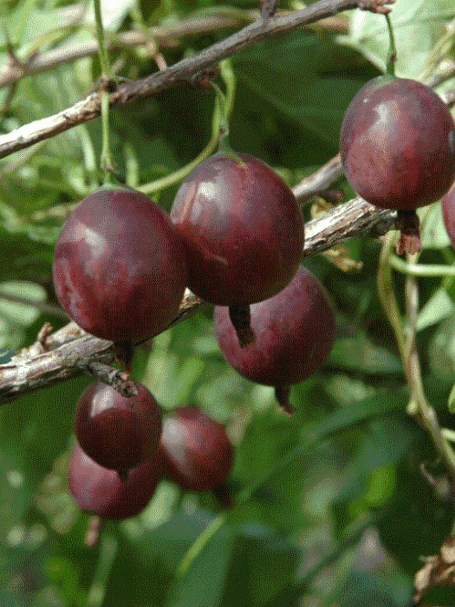 Крыжовник обыкновенный Олави