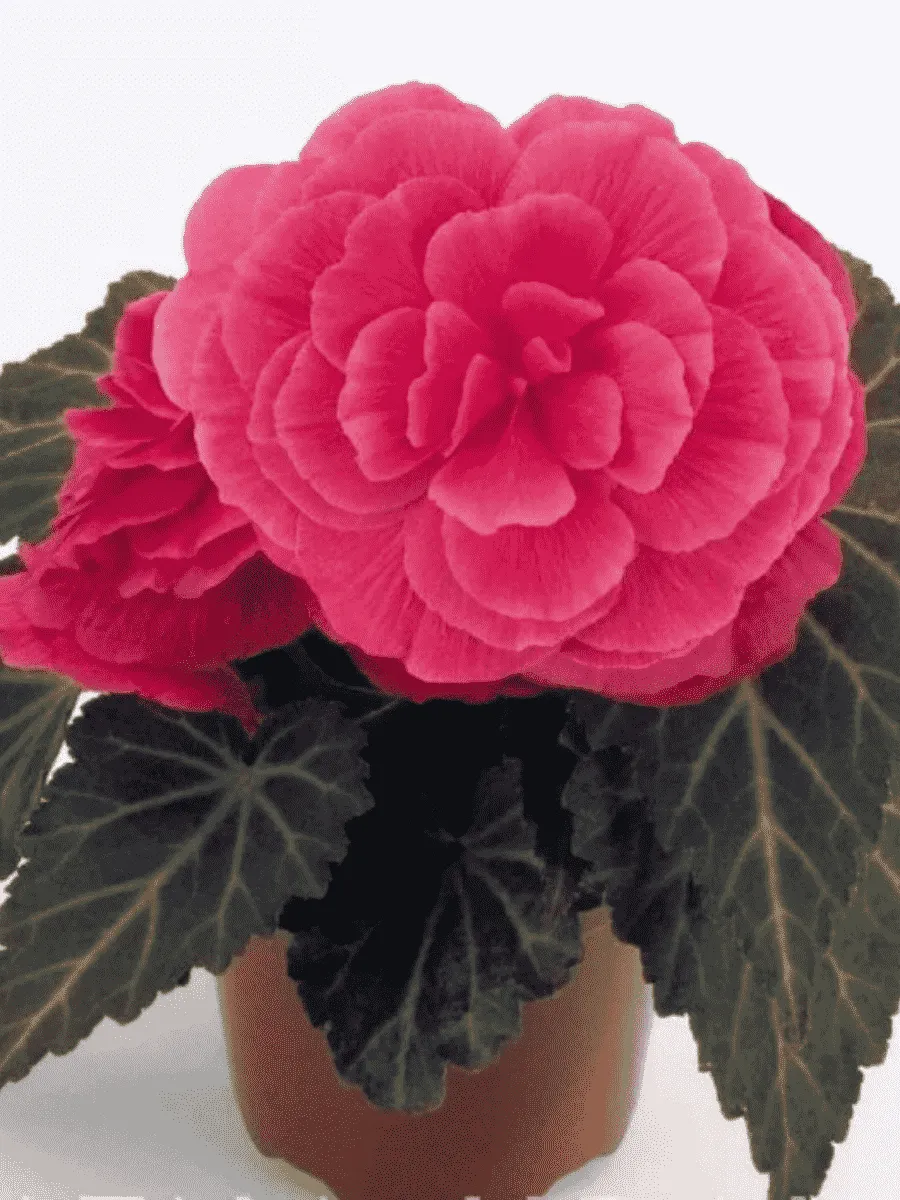 Бегония клубневая Nonstop Мосса Pink Shades