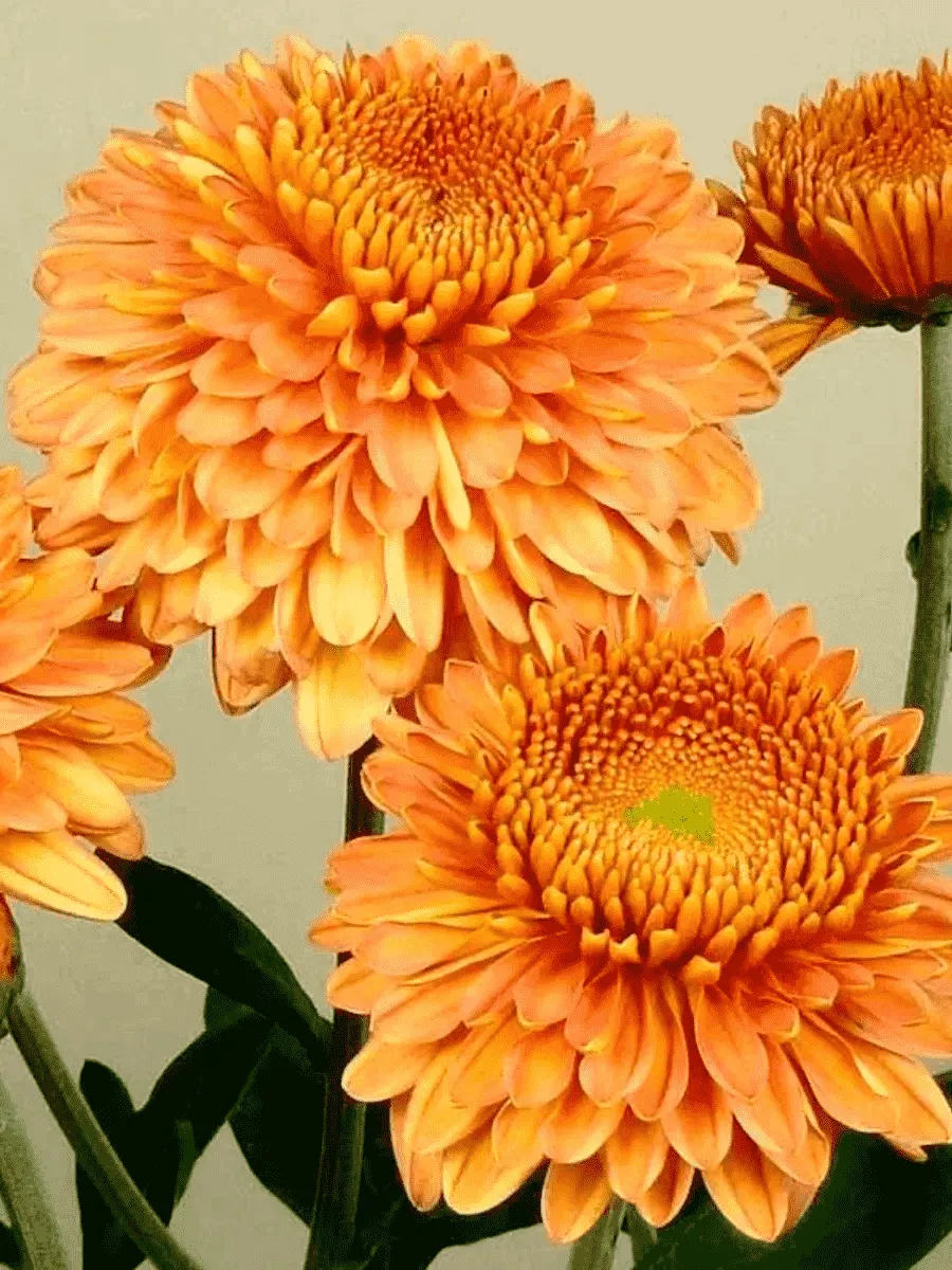 Хризантема  Margaret Salmon