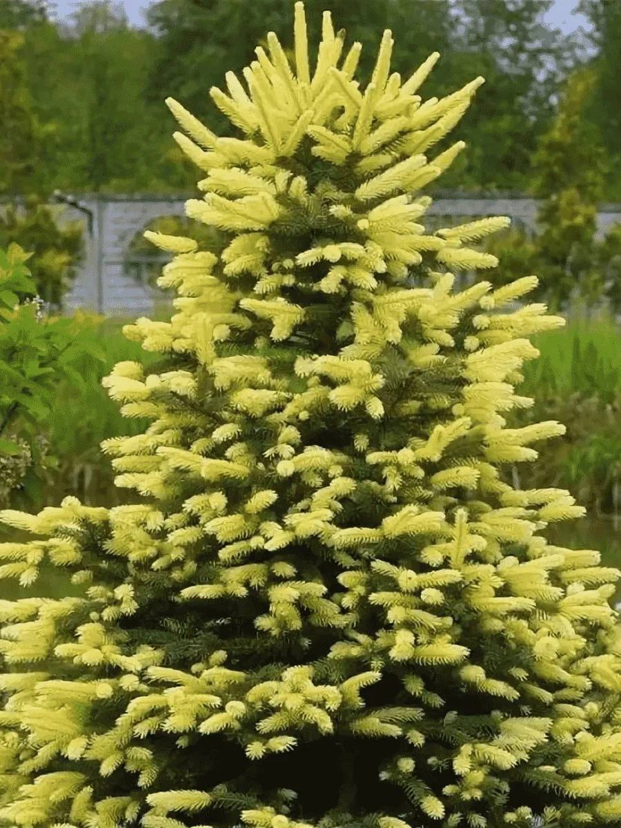 Ель колючая Maigold