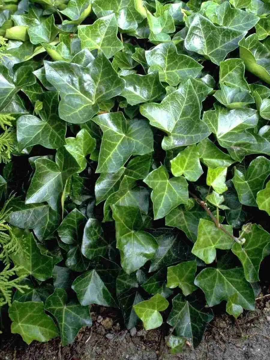 Плющ обыкновенный Plattensee