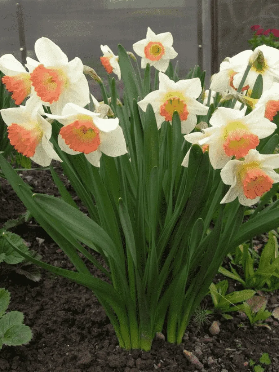 Нарцисс Pink Charm