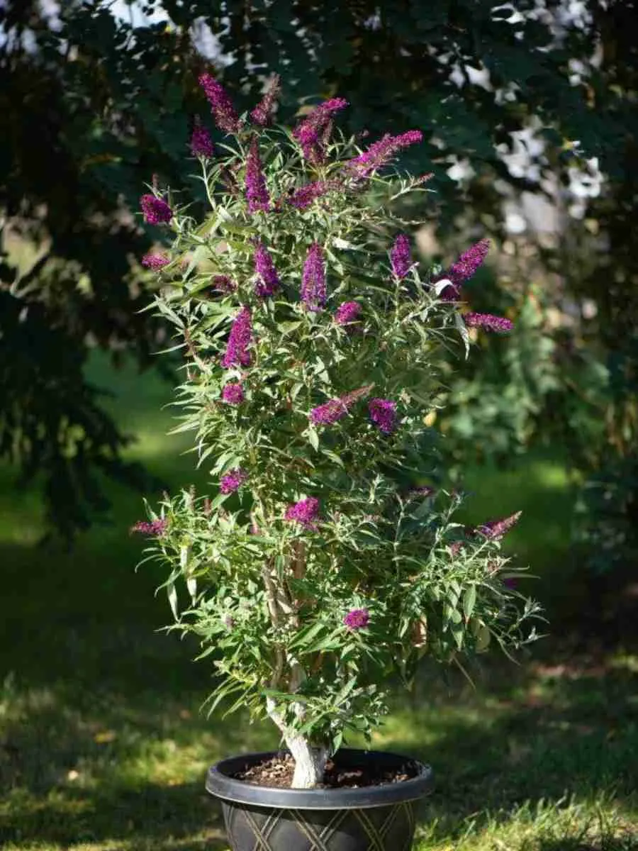 Буддлея давида Butterfly Tower