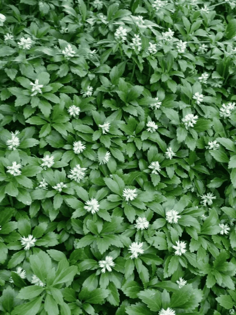 Пахизандра верхушечная White Ruffles