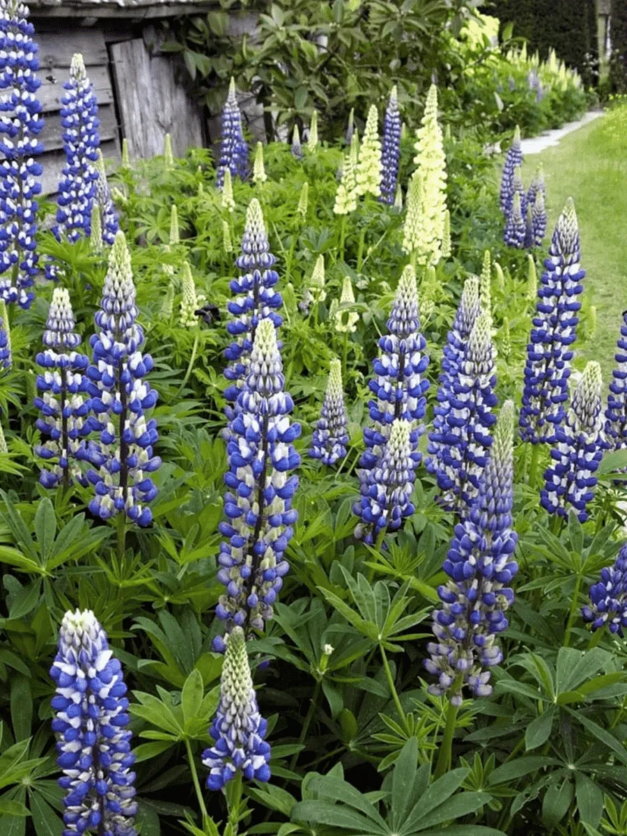 Люпин многолистный The Governor