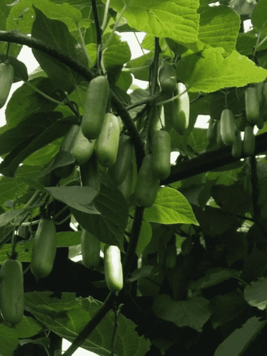 Актинидия коломикта Вафельная