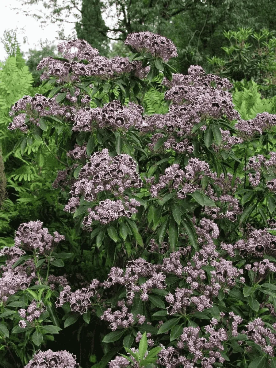 Кальмия широколистная Black Label