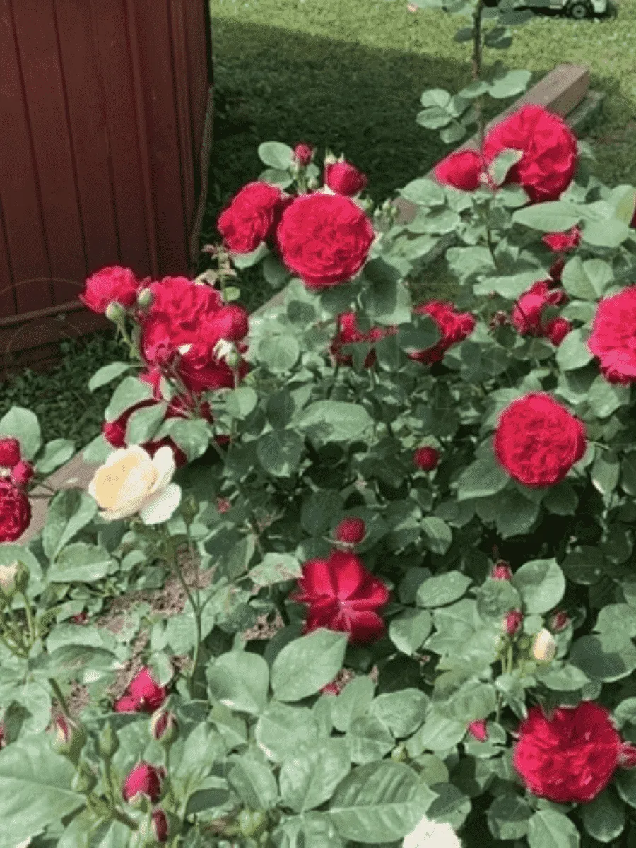 Роза Английская кустовая Tess of the d`Urbervilles