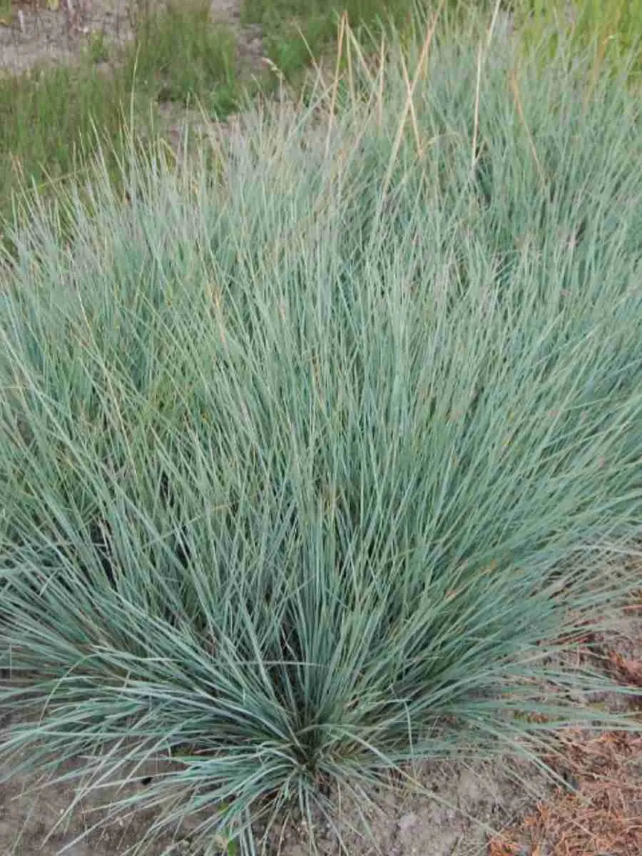 Овсец вечнозеленый Saphirsprudel