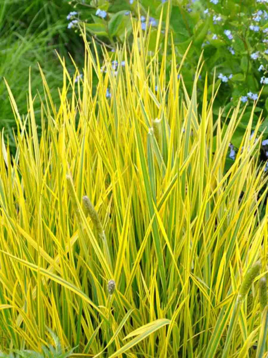 Лисохвост луговой Аureovariegatus