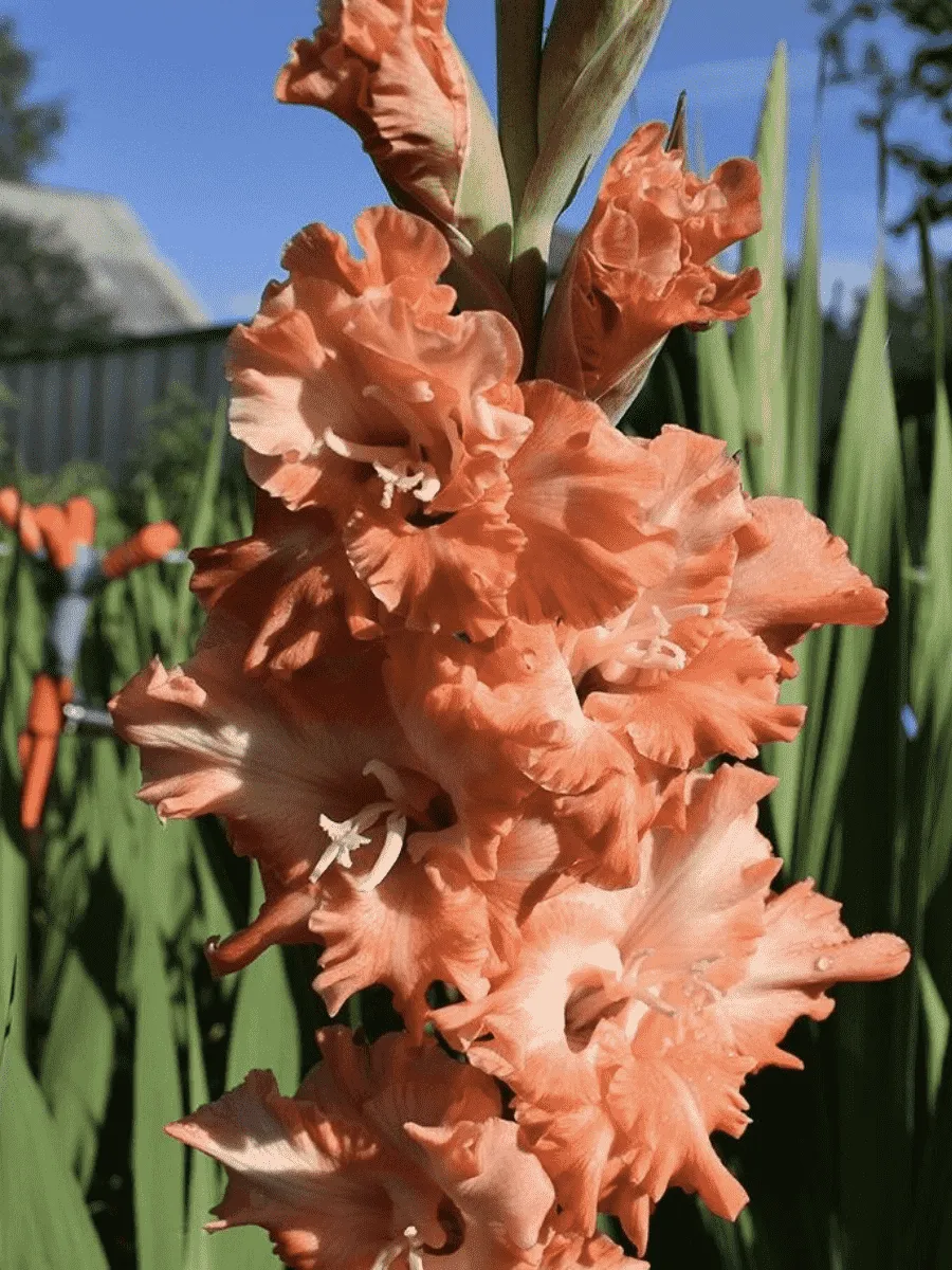 Гладиолус Shady Frizzle