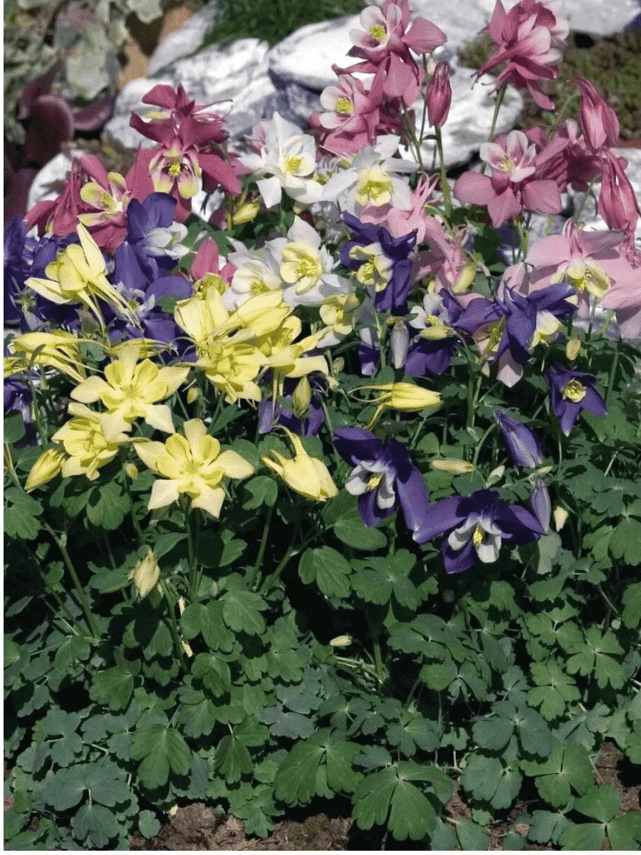 Аквилегия вееровидная Spring Magic Mix