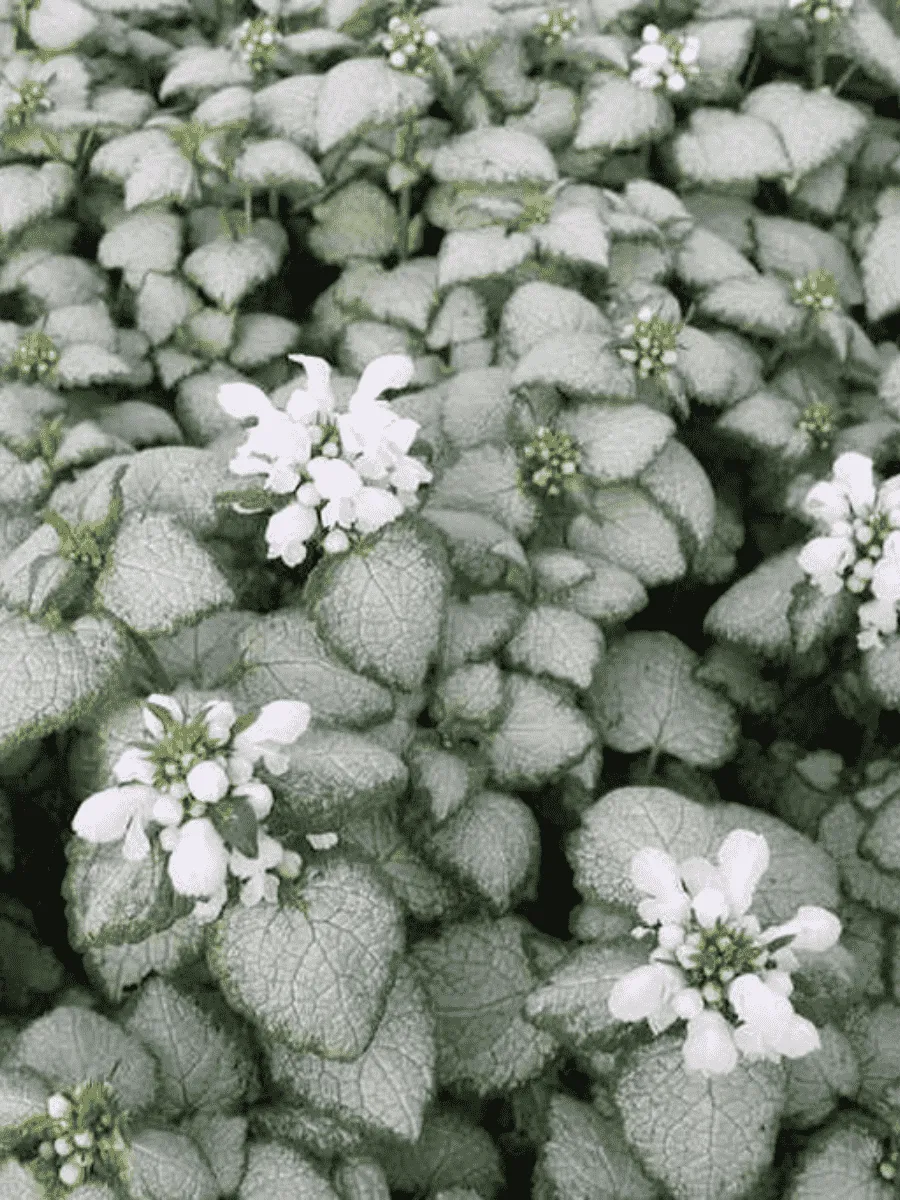 Яснотка крапчатая White Nancy