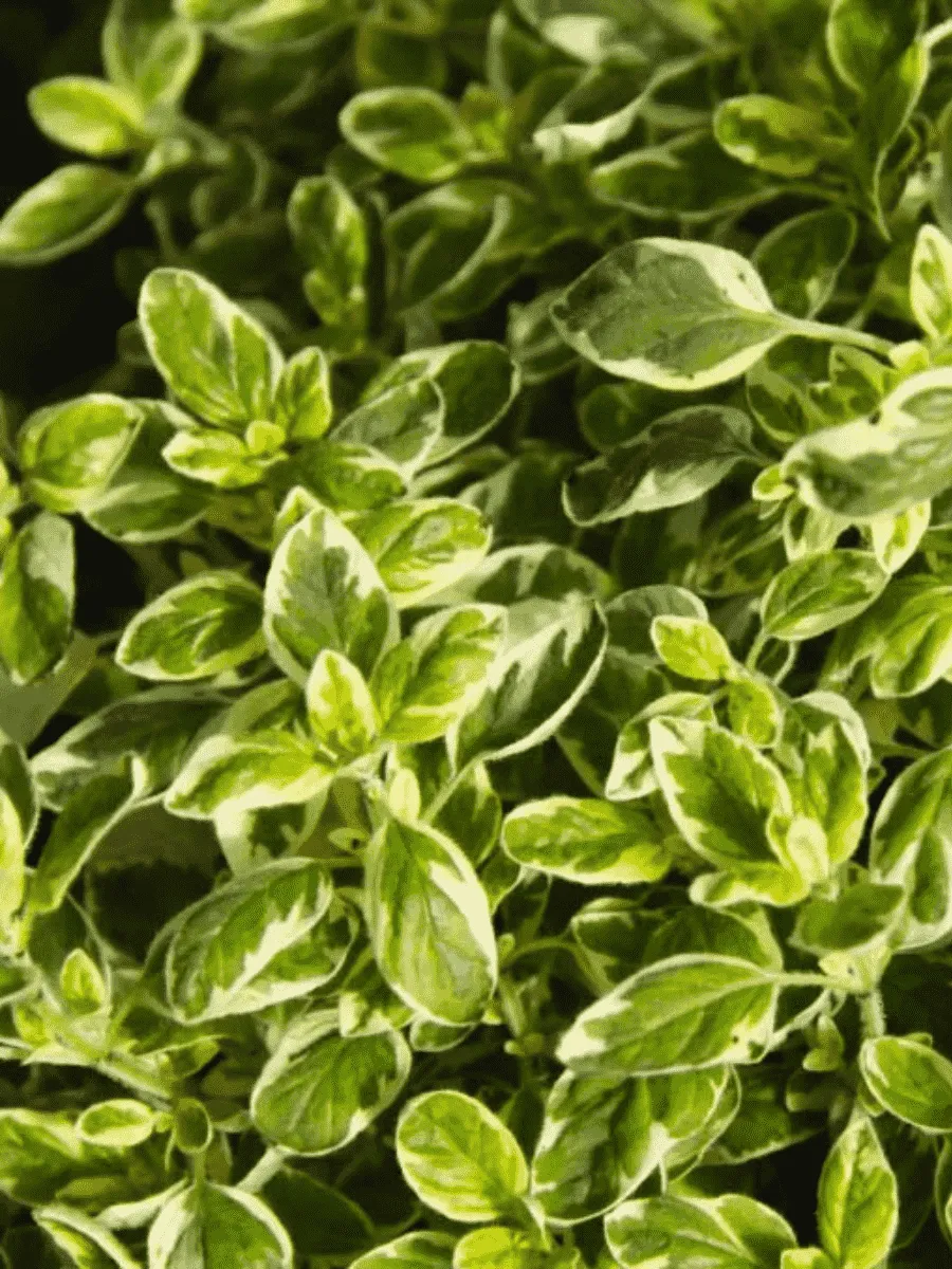 Душица обыкновенная Variegata