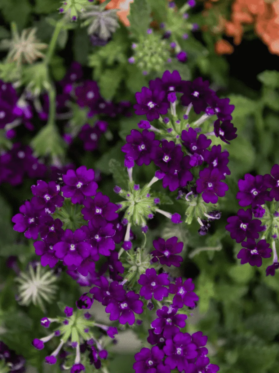 Вербена Lindolena Blue Charm