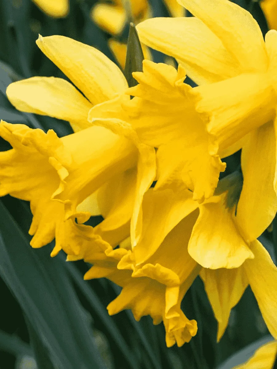 Нарцисс Golden Harvest