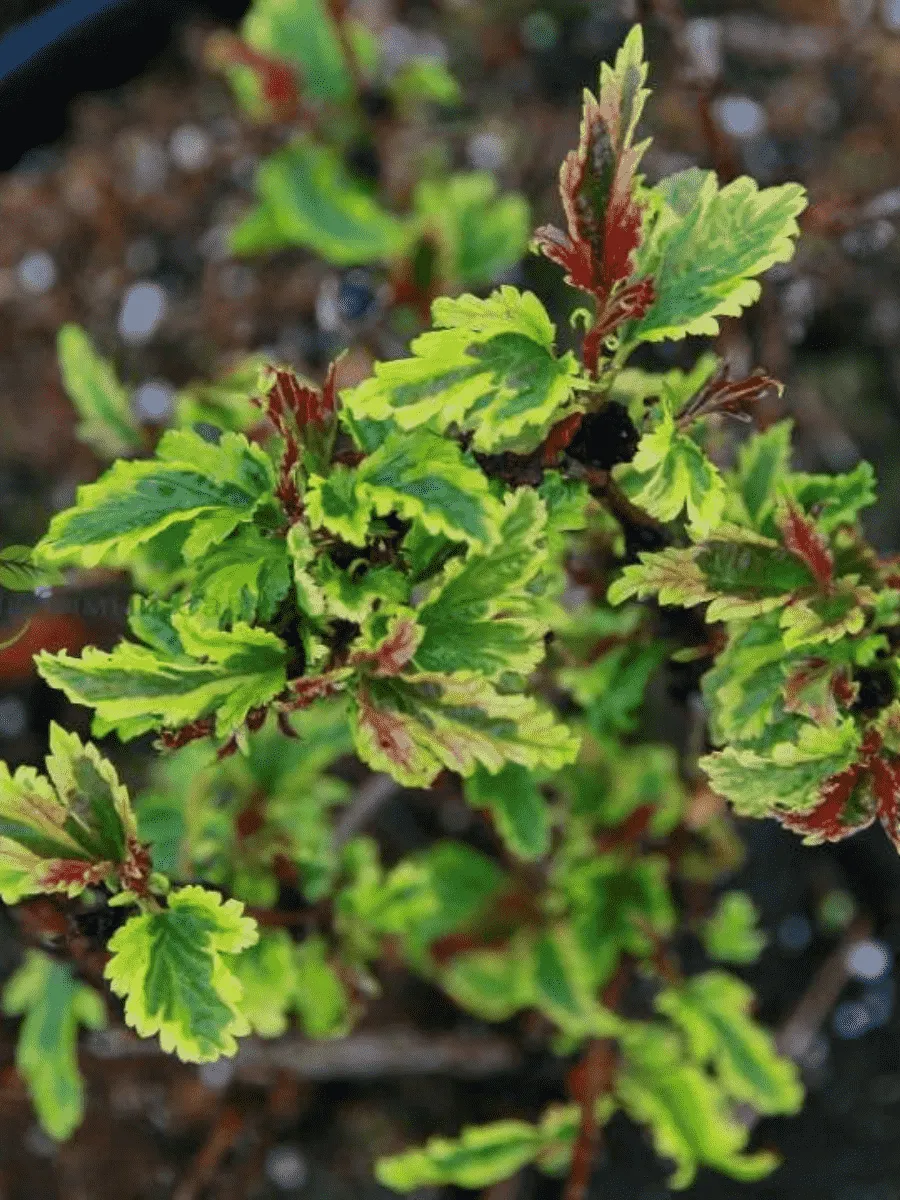 Пузыреплодник калинолистный Chameleon