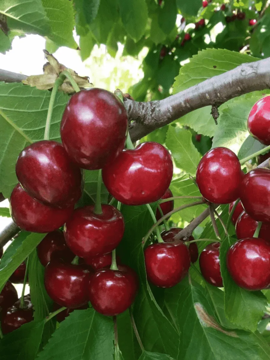 Черешня Крупноплодная