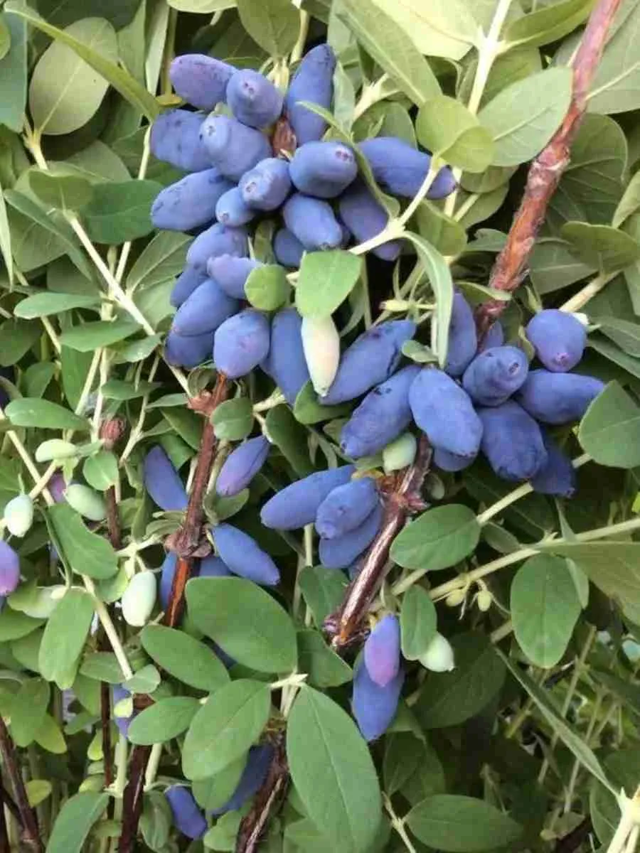 Жимолость плодовая