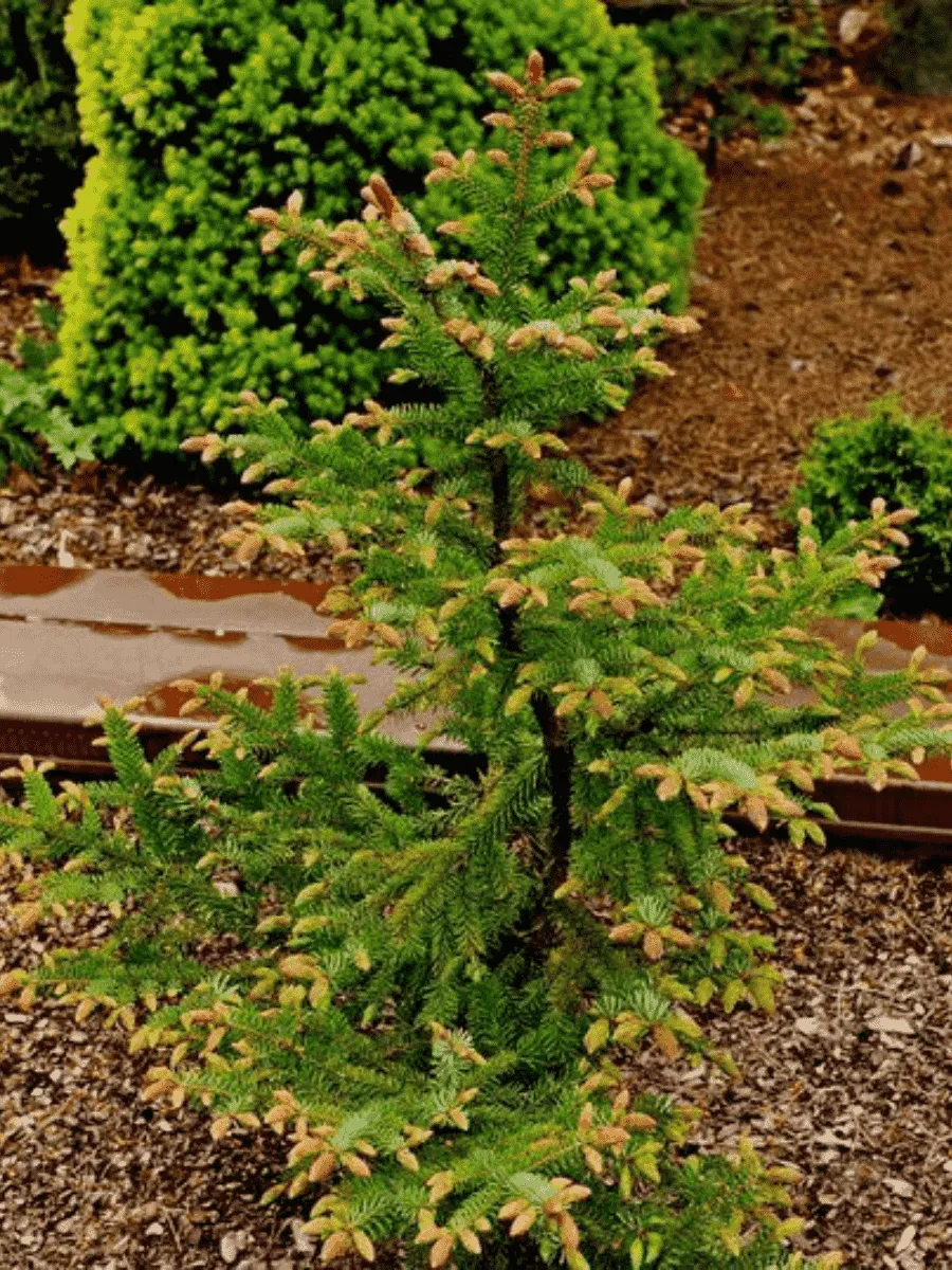 Ель сербская Roter Austrieb