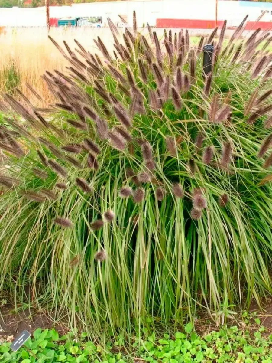 Пеннисетум лисохвостый Black Beauty