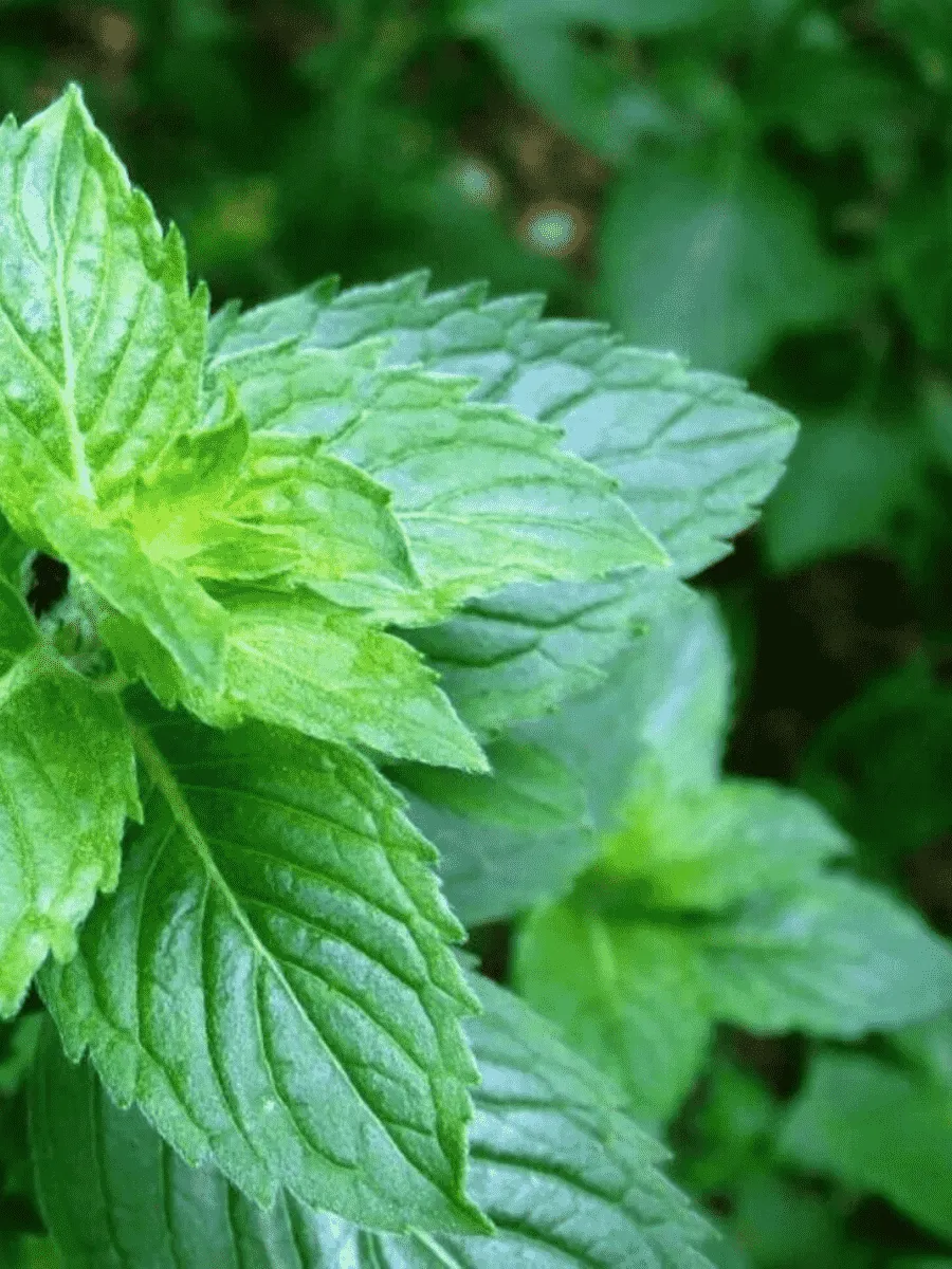 Мята перечная BuettjBuell