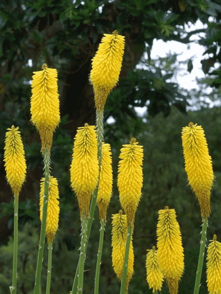 Книфофия гибридная Citrina