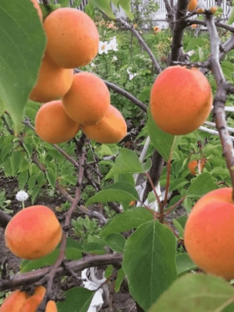 Абрикос Слава Севера