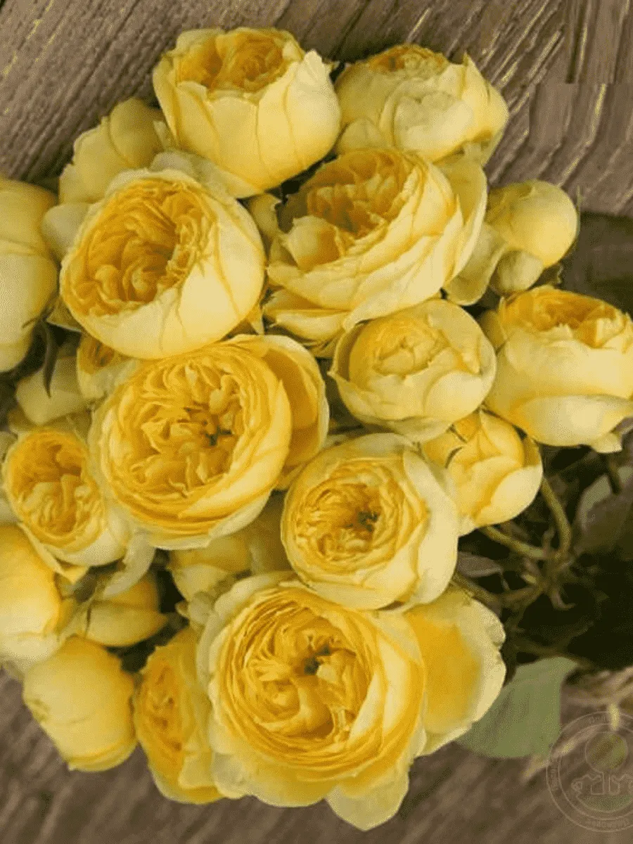 Роза спрей Catalina