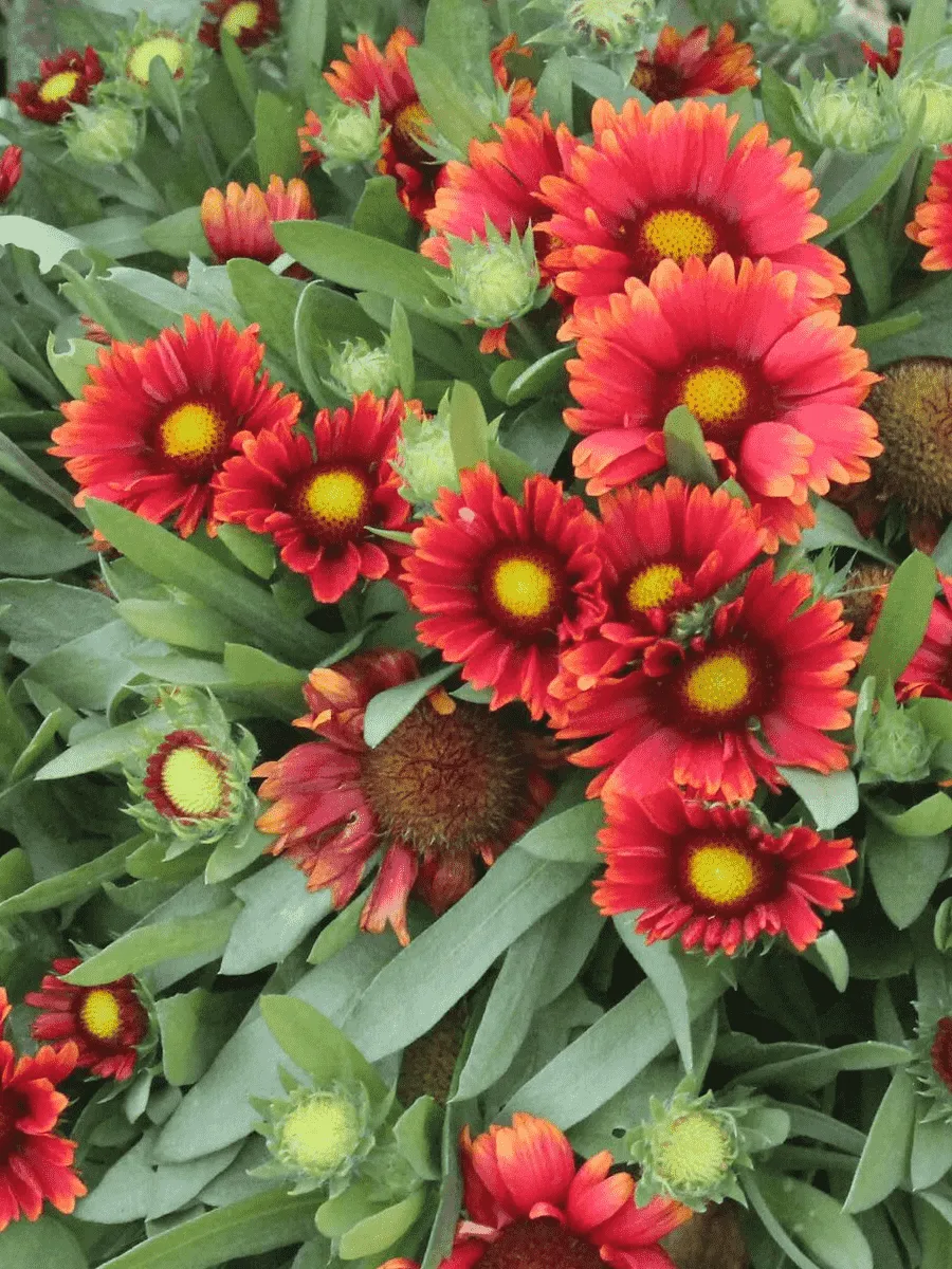 Гайлардия гибридная Arizona Red Shades