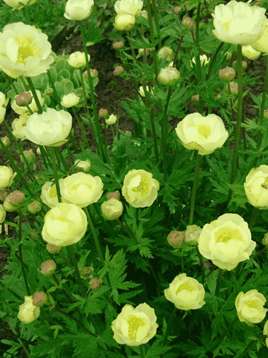 Купальница гибридная Alabaster