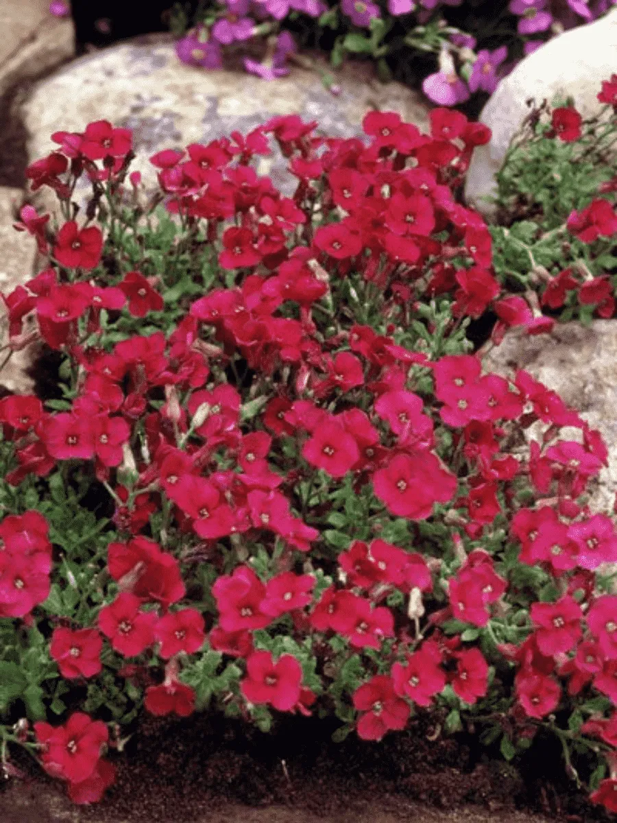 Аубриета Florado Red