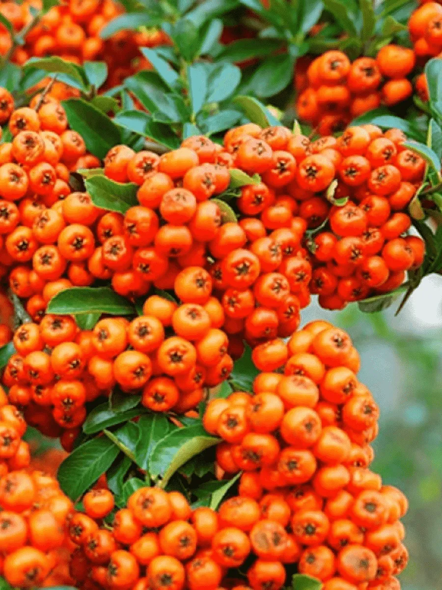 Пираканта Orange Glow