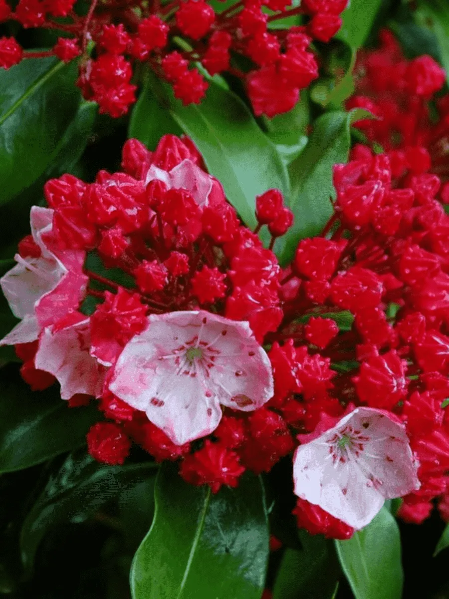 Кальмия широколистная Firecracer